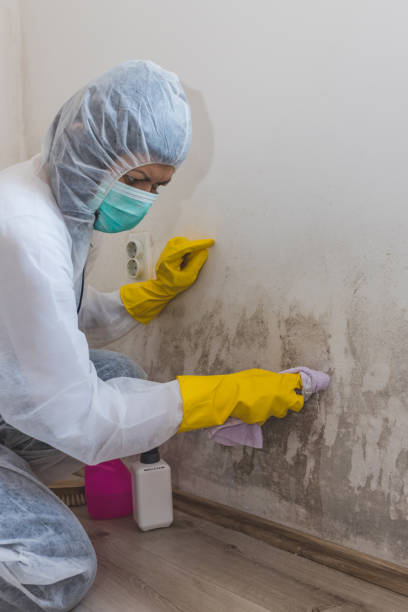 Best Asbestos and Lead Testing During Mold Inspection  in Lithopolis, OH