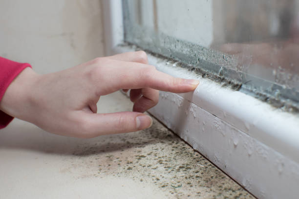 Professional Mold Removal in Lithopolis, OH